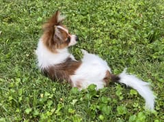 Female Pomeranian in London, Kentucky, photo 4