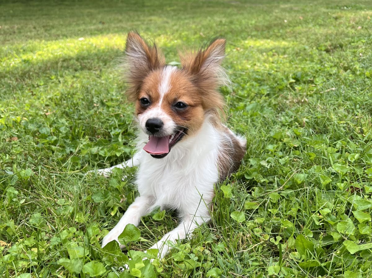 Female Pomeranian in London, Kentucky, photo 3