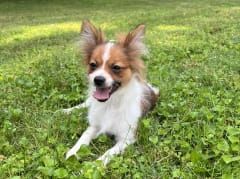 Female Pomeranian in London, Kentucky, photo 3