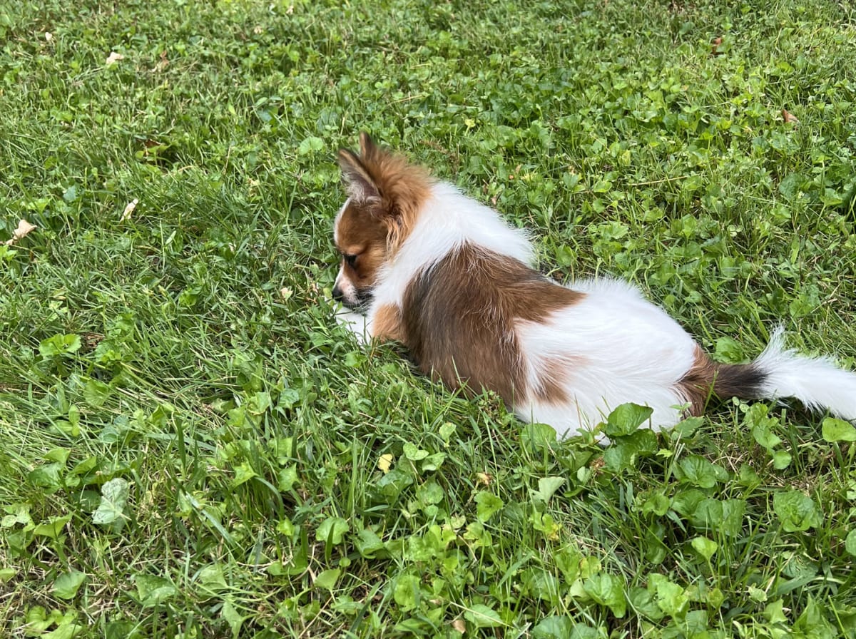 Female Pomeranian in London, Kentucky, photo 5