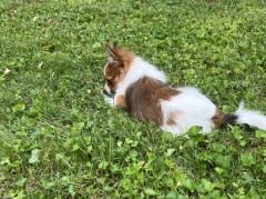 Female Pomeranian in London, Kentucky, photo 5