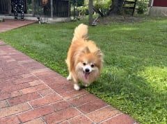 Male Pomeranian in London, Kentucky, photo 4