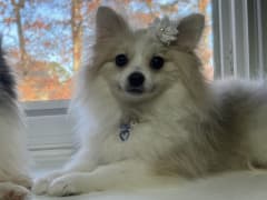 Female Pomeranian in London, Kentucky