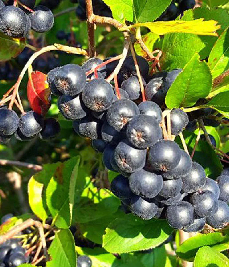 Aronia Berry