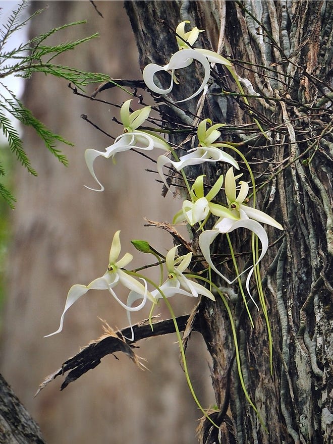 Ghost Orchid