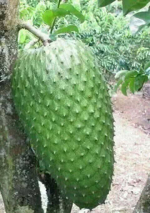 Soursop