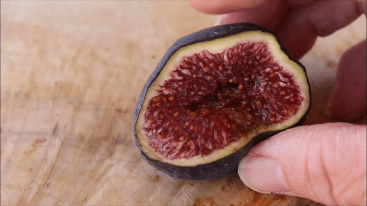 Fig