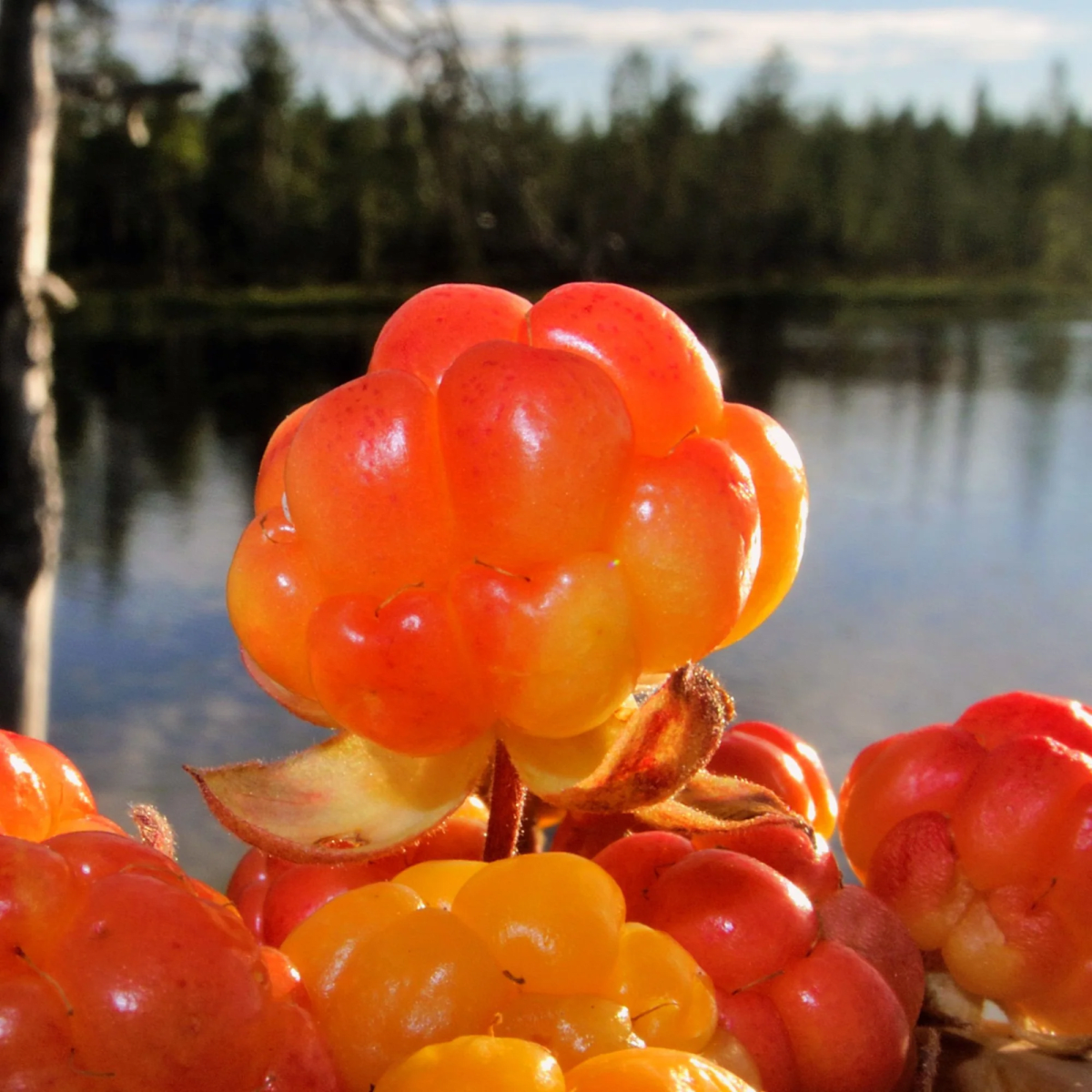Cloudberry