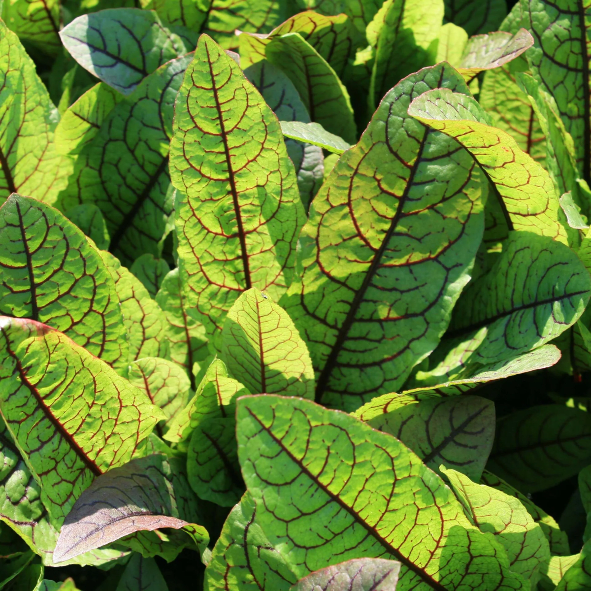 Blood Sorrel