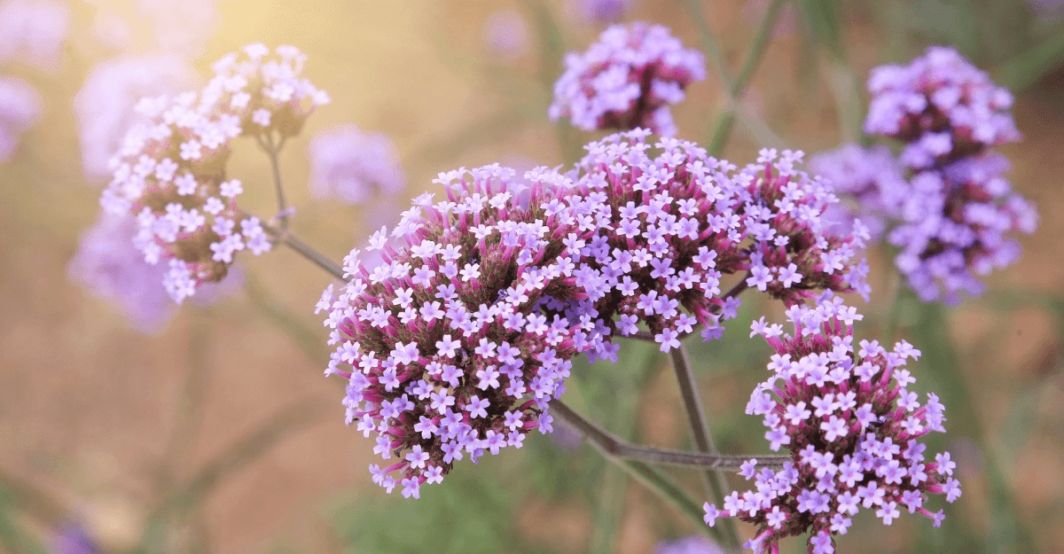 European Vervain