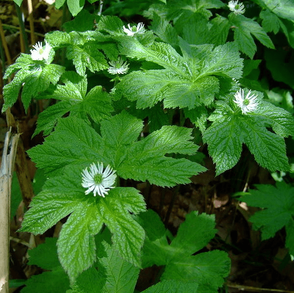 Goldenseal