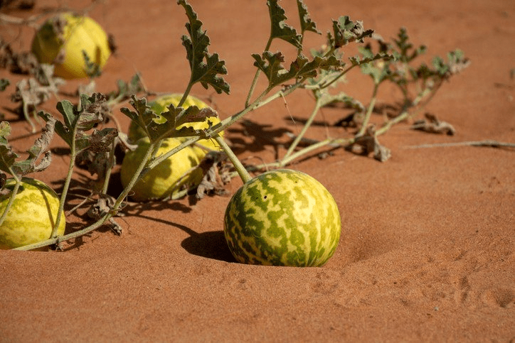 Bitter Apple
