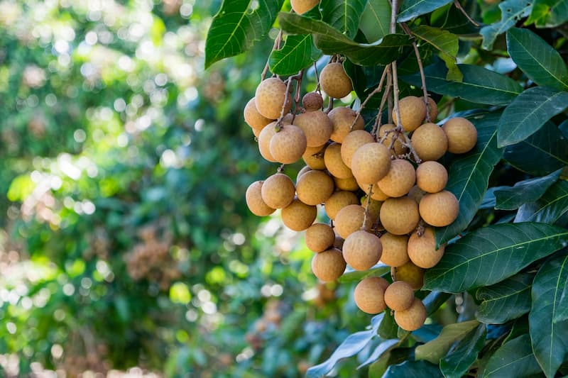 Longan