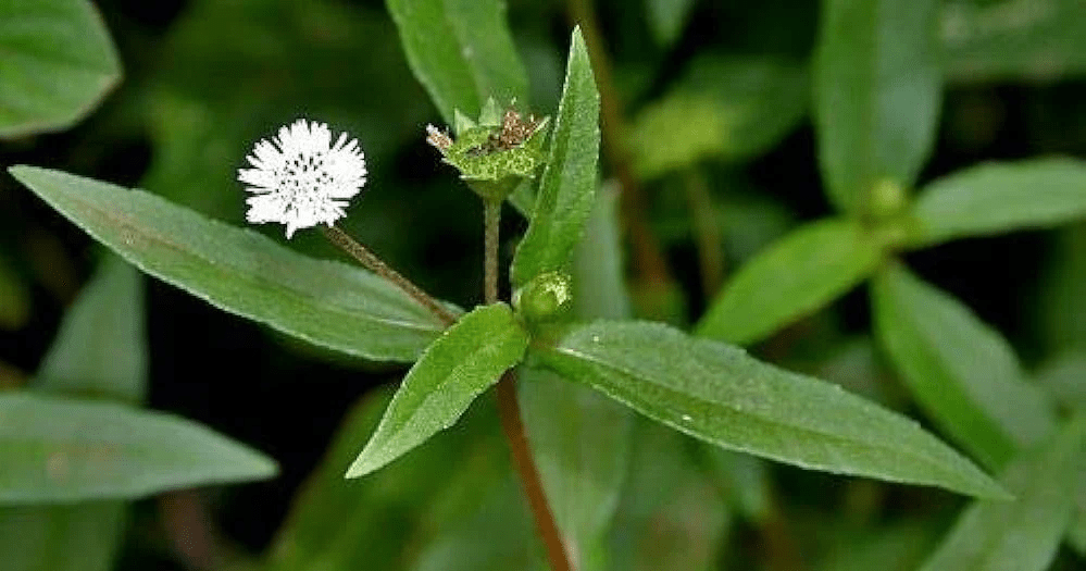 Bhringraj