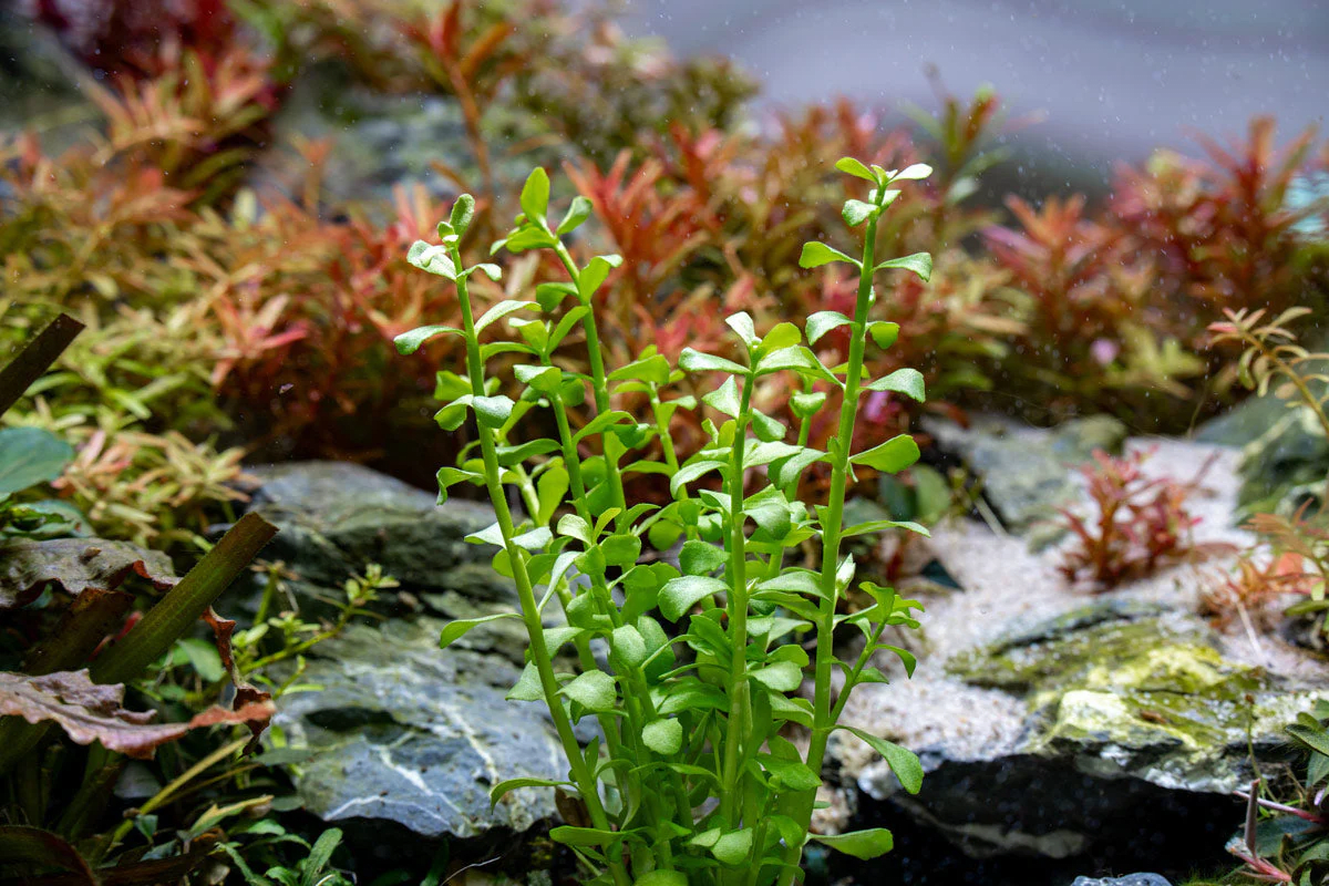 Brahmi
