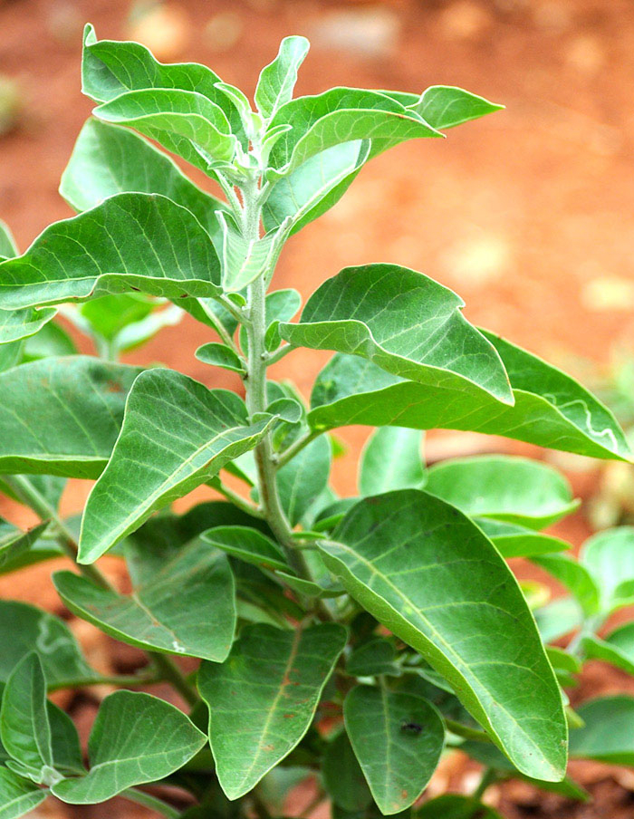 Ashwagandha