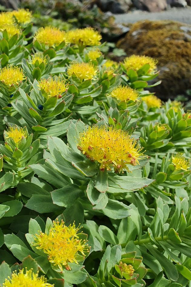 Rhodiola Rosea