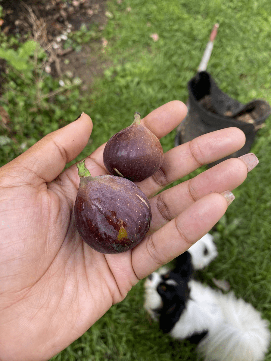 Red Sicilian Fig Cuttings