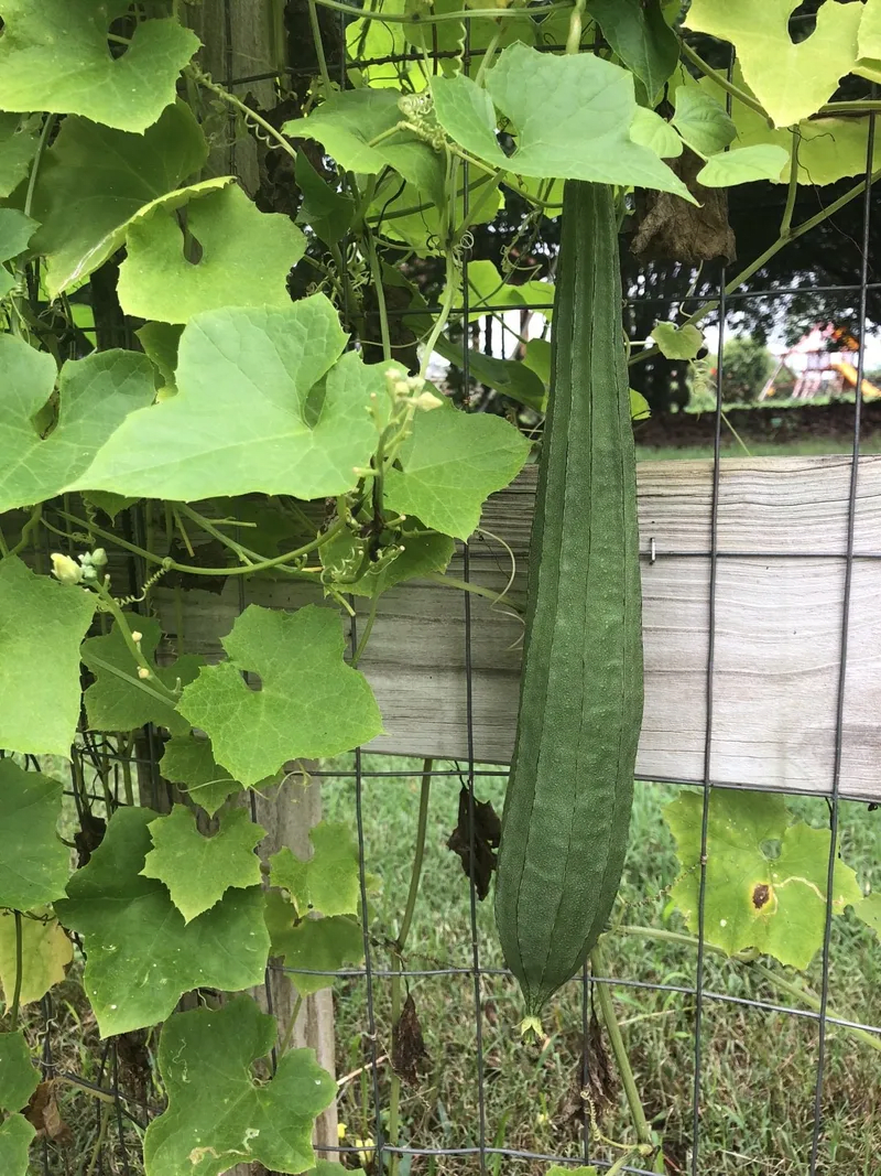 Chinese Okra