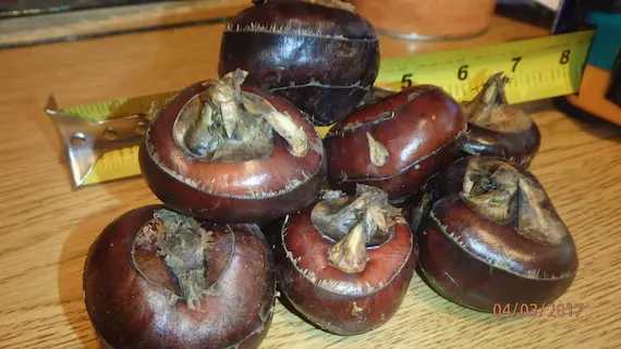 Chinese Water Chestnut