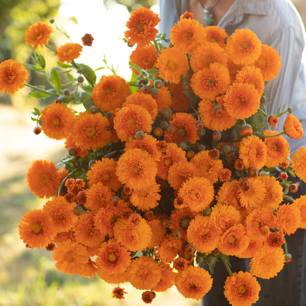 Calendula
