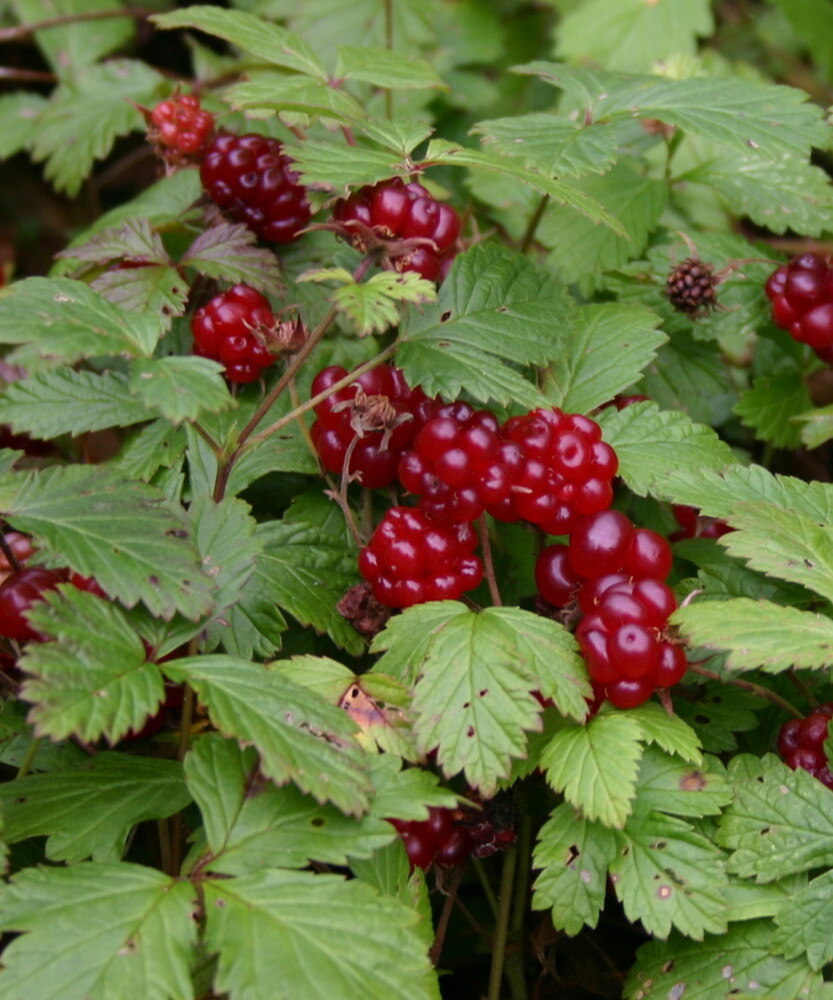 Arctic Raspberry