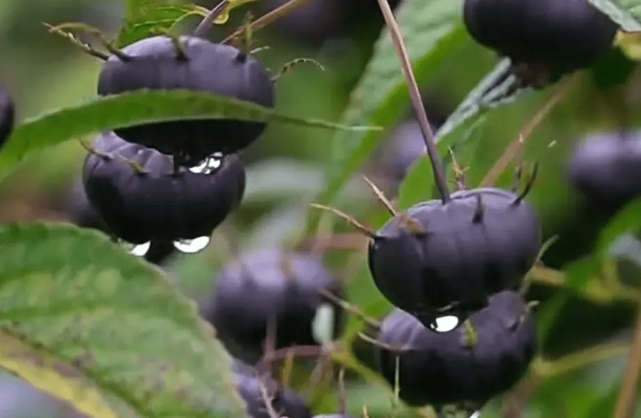 Spider Berry