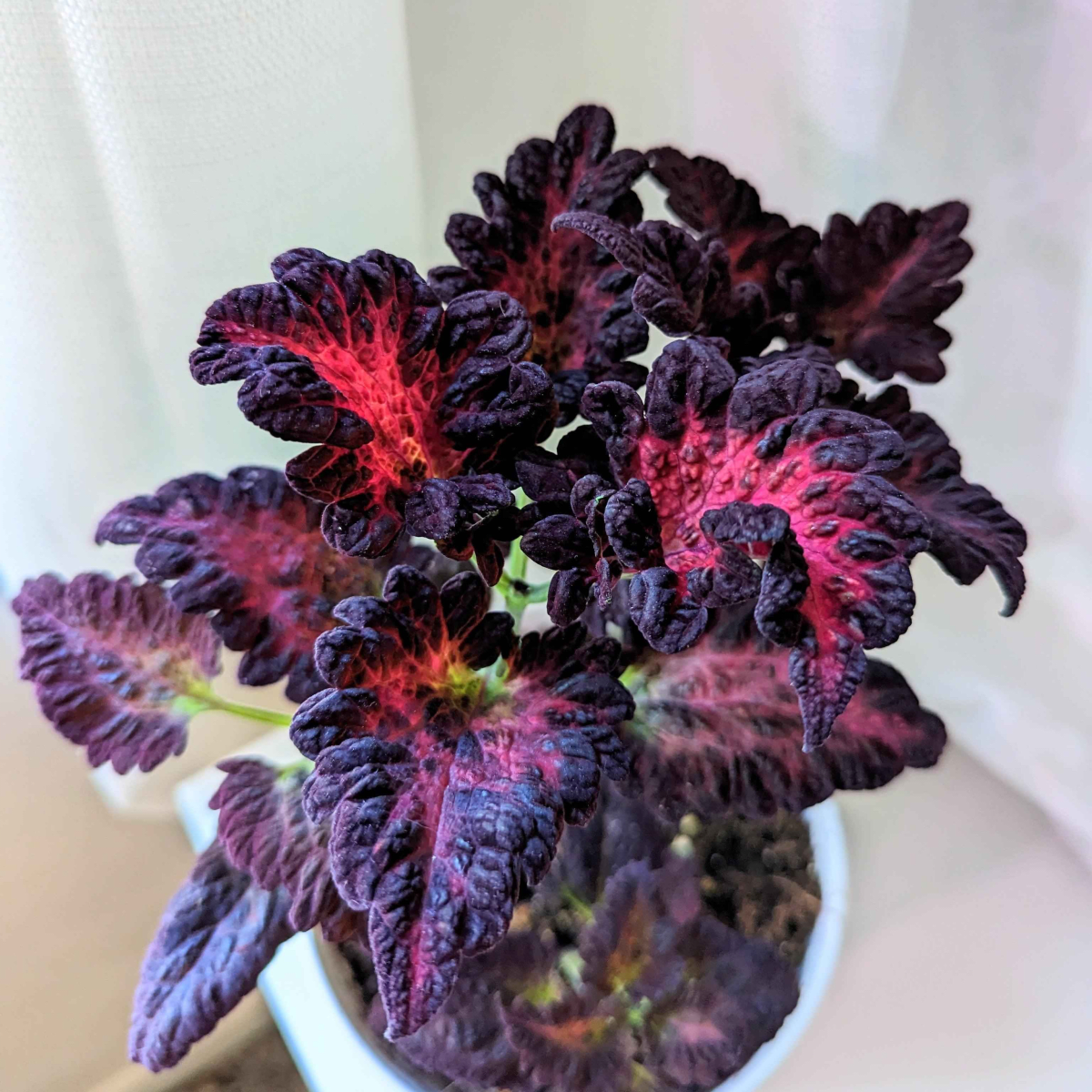 Coleus Black Dragon