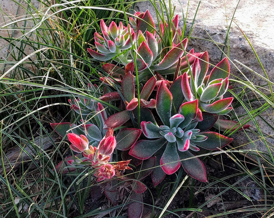 Echeveria Ruby Slippers
