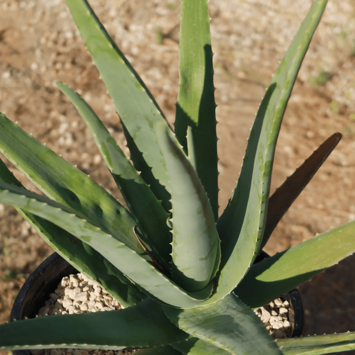 Aloe Vera