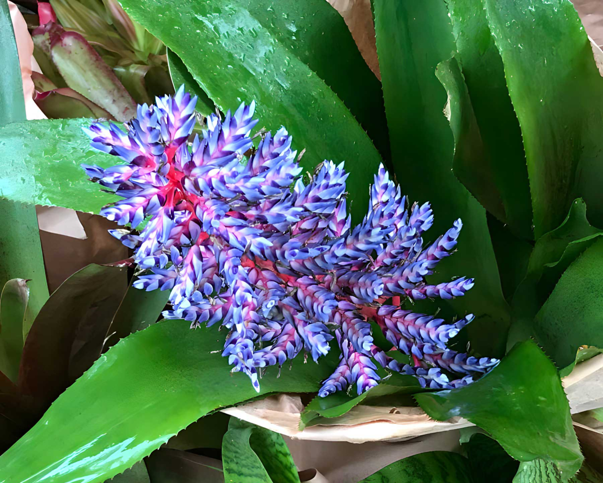 Aechmea Blue Rain