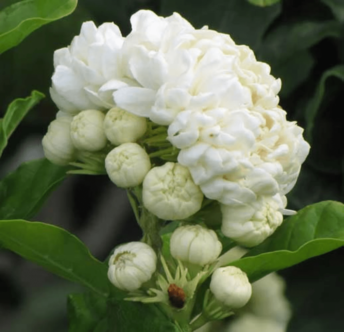 Grand Duke of Tuscany Jasmine