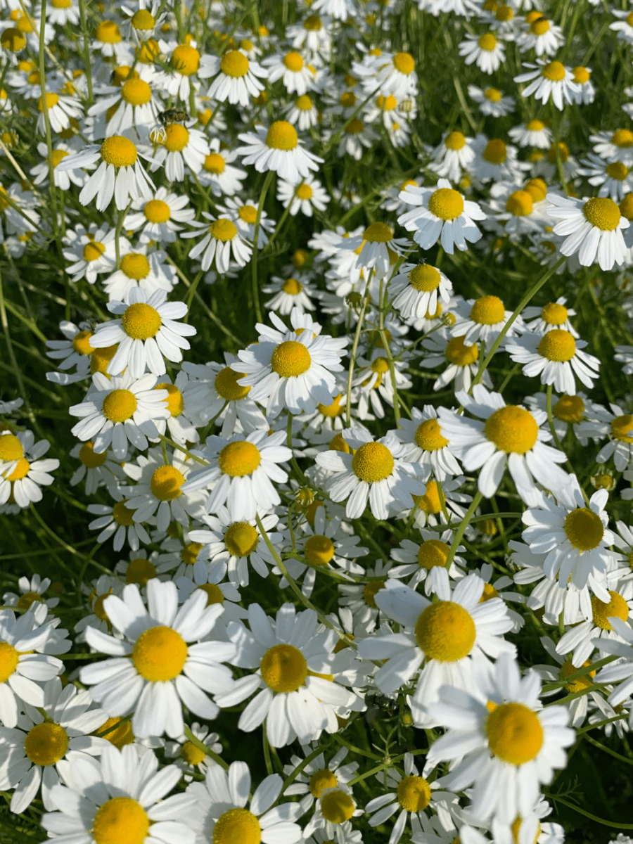 Chamomile