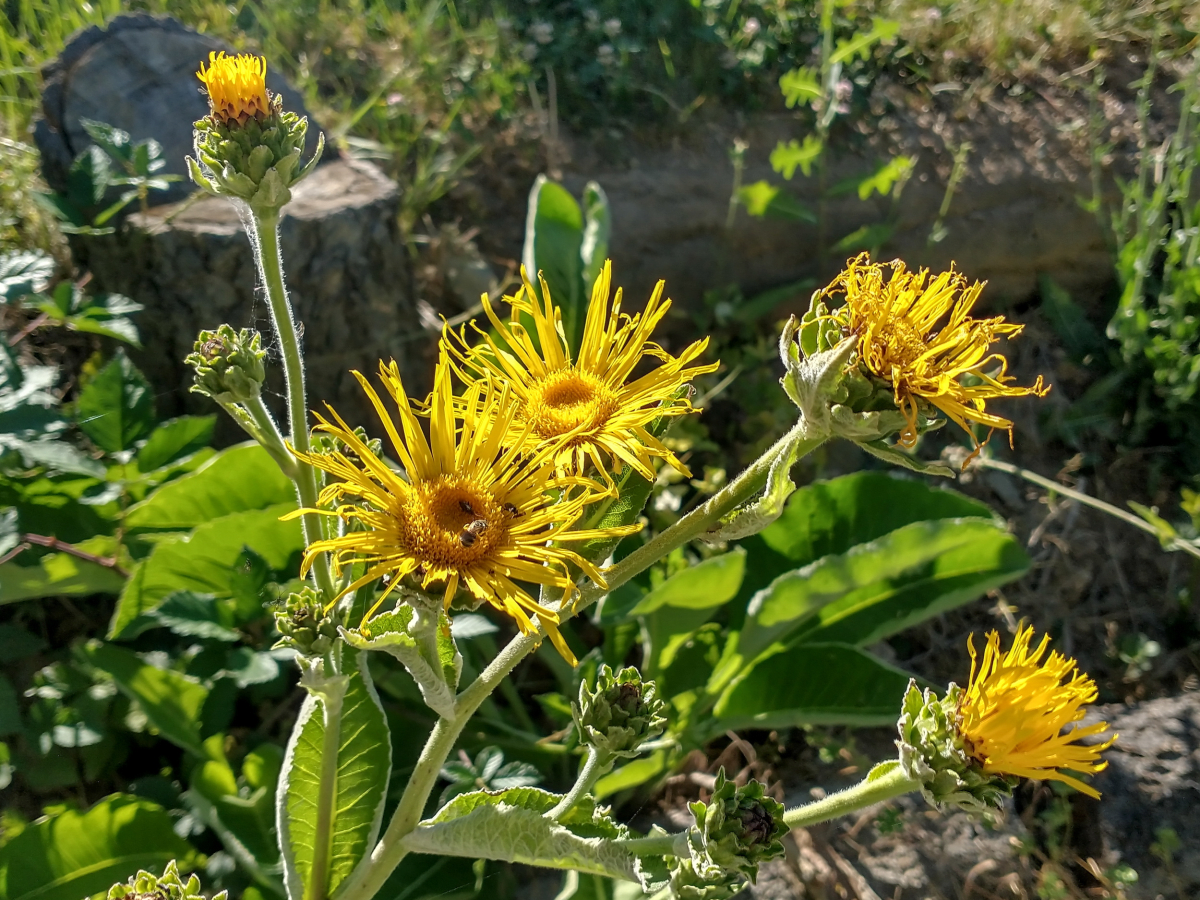 Elecampane