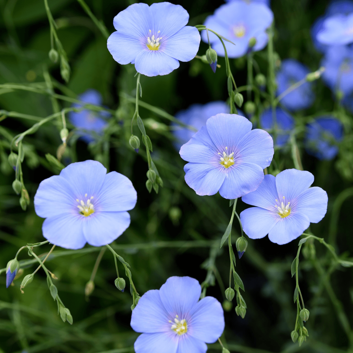 Flax