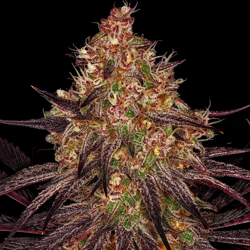 Ayahuasca Purple