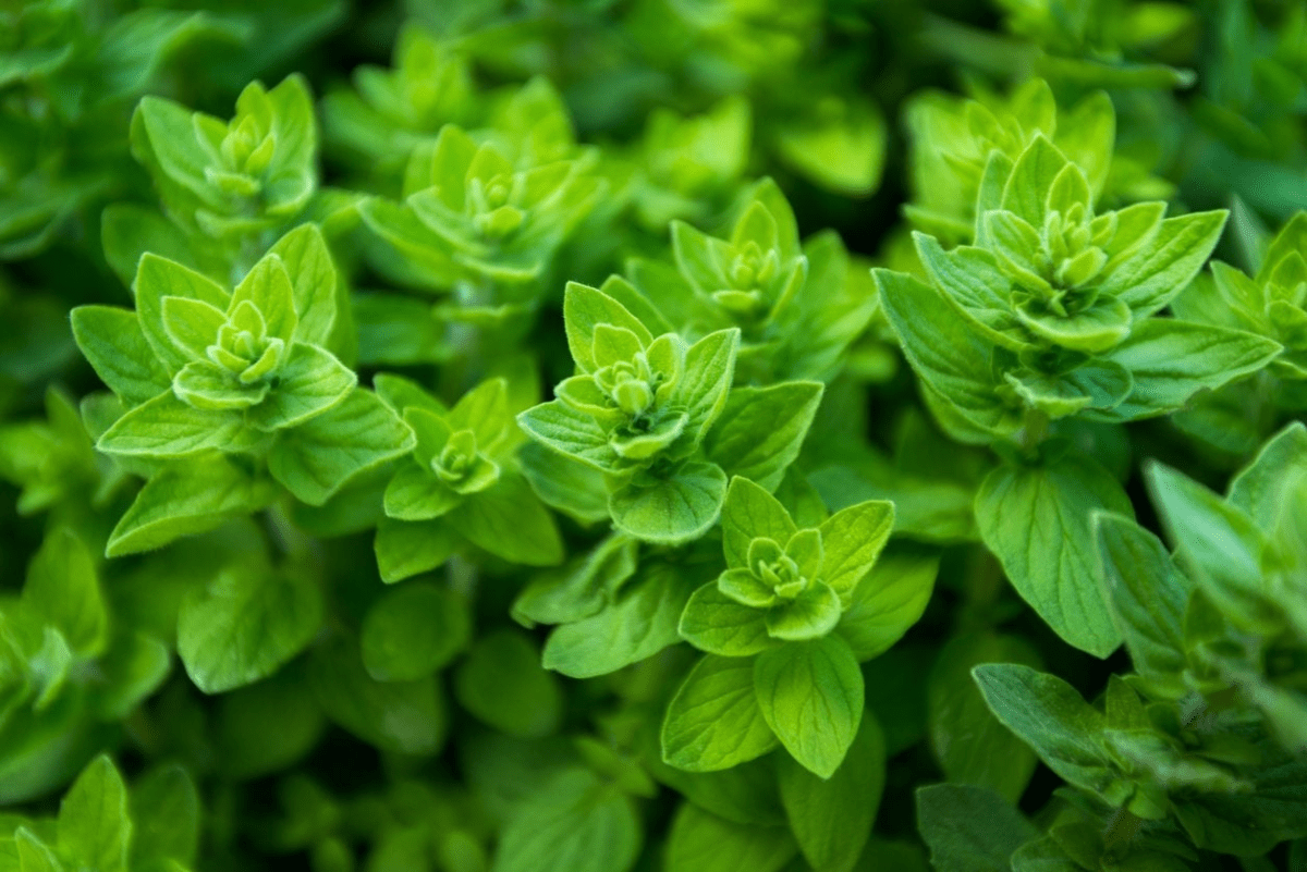 sweet marjoram