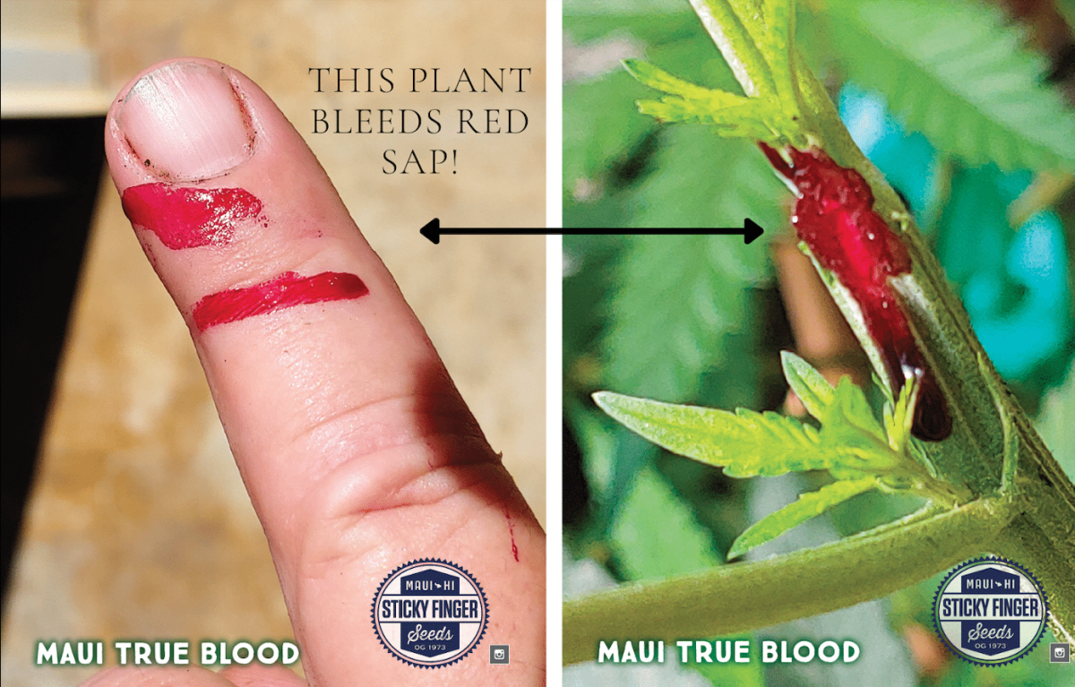 Maui True Blood