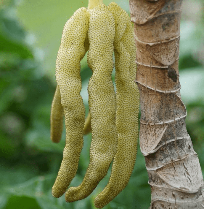 Cecropia