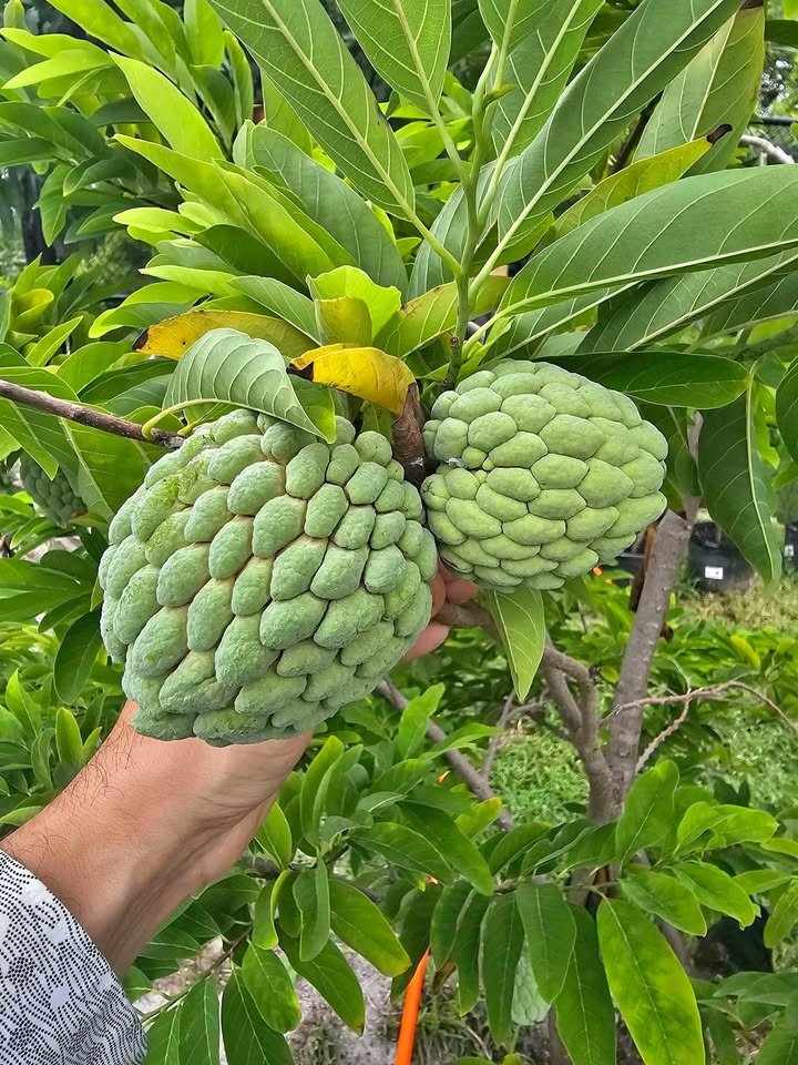 Sugar Apple