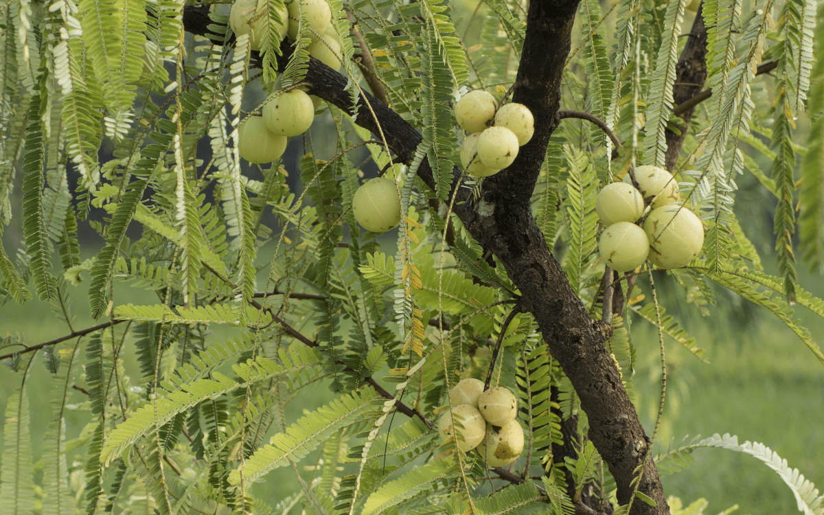 Indian Gooseberry
