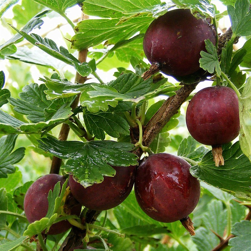 European Gooseberry