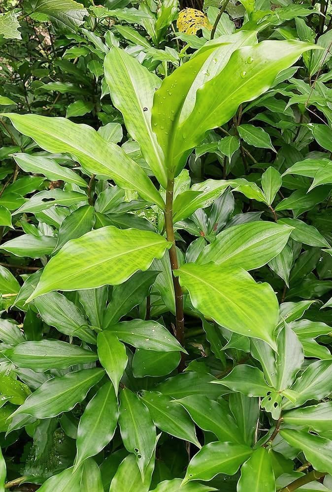 Insulin Plant