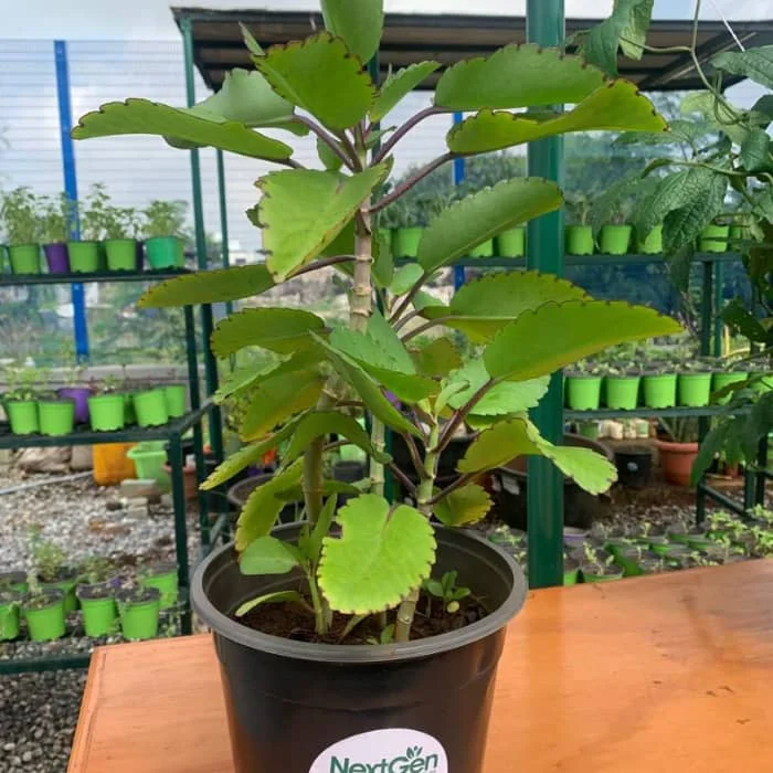 Miracle Leaf