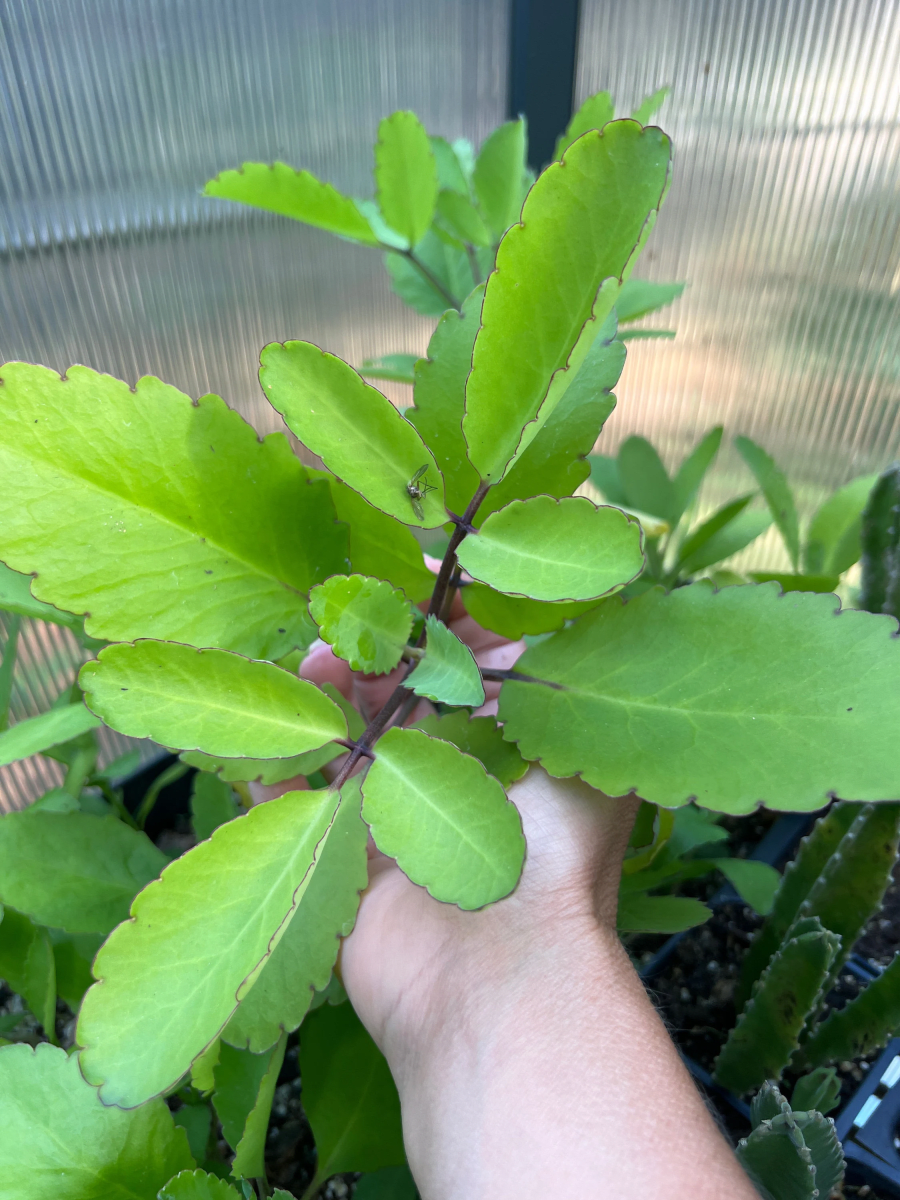 Miracle Leaf
