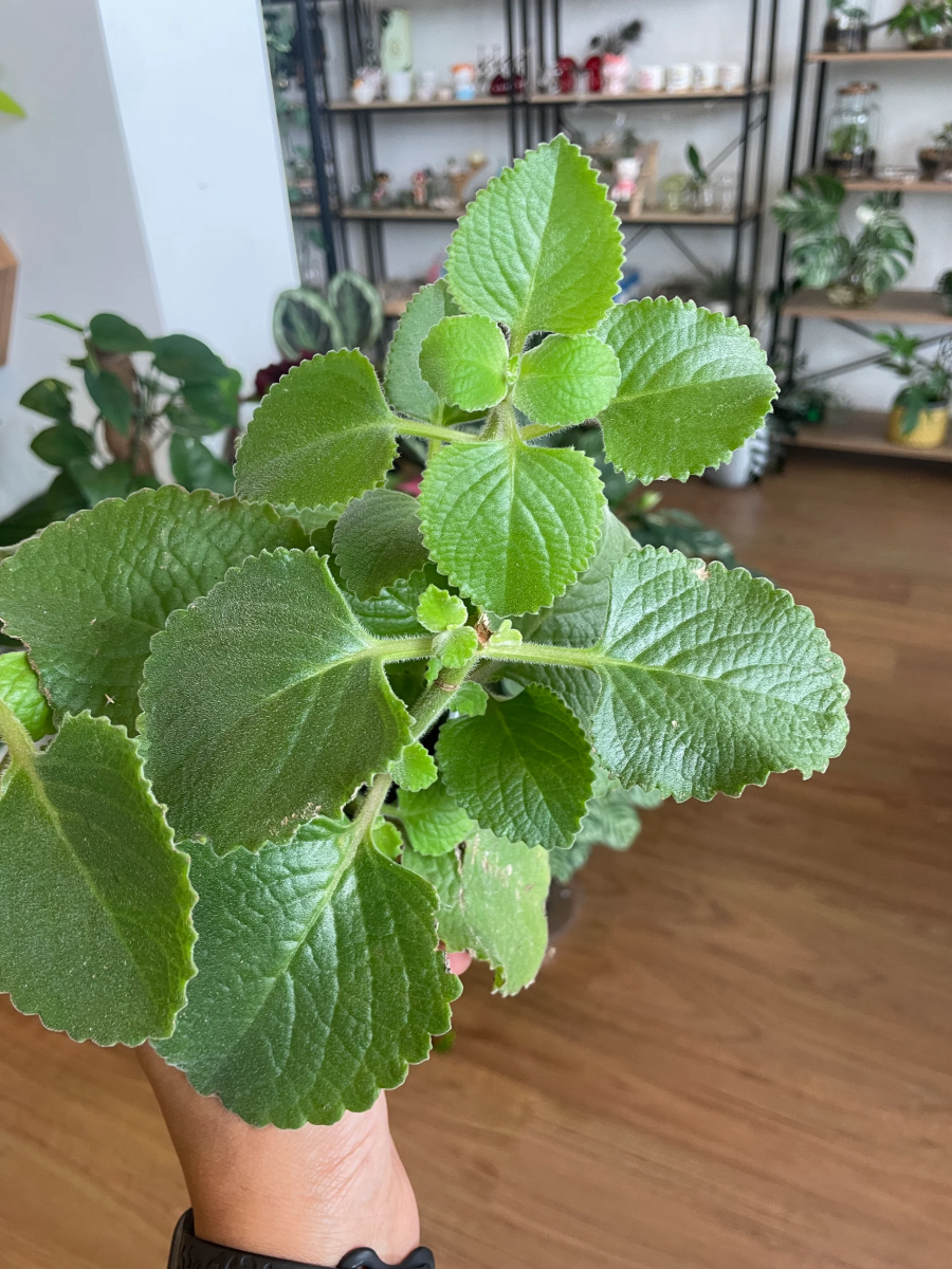 Ajwain