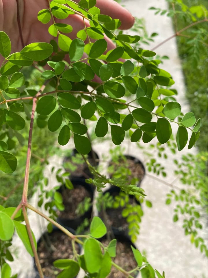 Moringa
