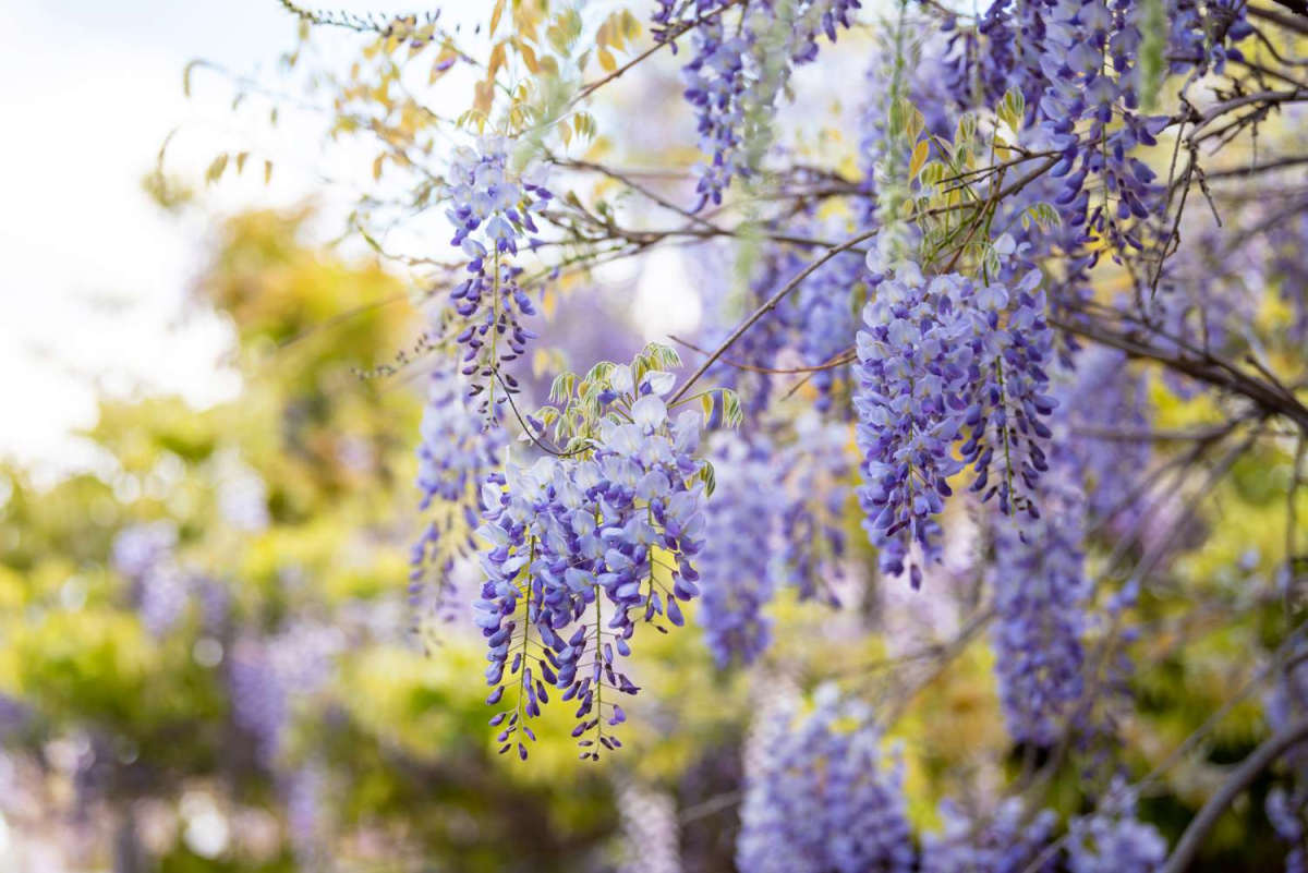 Chinese wisteria