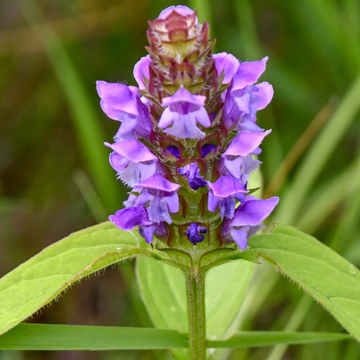 Selfheal