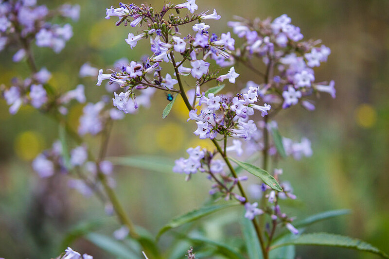 California Yerba Santa